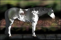 Horse Color:Black Sabino