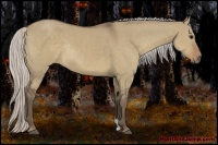 Horse Color:Silver Grullo Rabicano