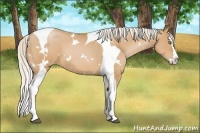 Horse Color:White Spotted Silver Bay Pearl Splash Tobiano