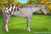 Horse Color:Liver Chestnut Appaloosa