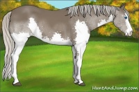 Horse Color:White Spotted Silver Black Splash 