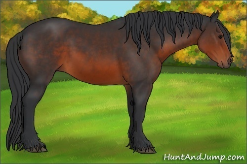 Horse Color:Brown 