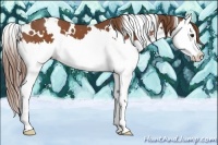 Horse Color:White Spotted Chestnut Splash