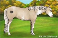 Horse Color:Silver Grullo Pearl Sabino