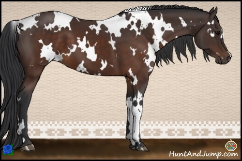 Horse Color:White Spotted Brown