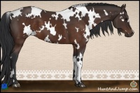 Horse Color:White Spotted Brown 