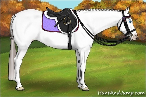 Horse Color:Black Splash Tobiano Appaloosa 