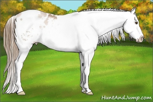 Horse Color:White Spotted Liver Chestnut Pearl Splash Appaloosa 