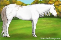 Horse Color:White Spotted Liver Chestnut Pearl Splash Appaloosa 
