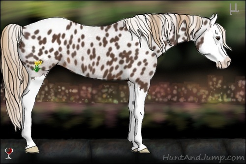 Horse Color:Liver Chestnut Sabino Splash Appaloosa 