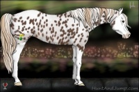 Horse Color:Liver Chestnut Sabino Splash Appaloosa 