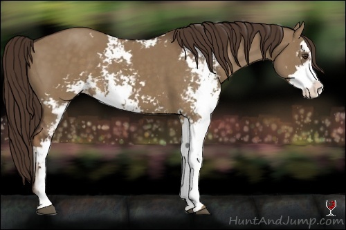 Horse Color:Liver Red Dun Sabino 