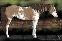 Horse Color:Liver Red Dun Sabino 