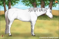 Horse Color:Liver Red Dun Appaloosa Rabicano 