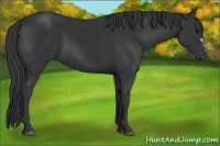 Horse Color:Black  and Black 