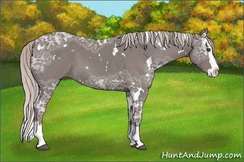 Horse Color:White Spotted Silver Black Ice Sabino Splash