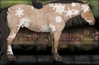 Horse Color:Buckskin Ice Roan