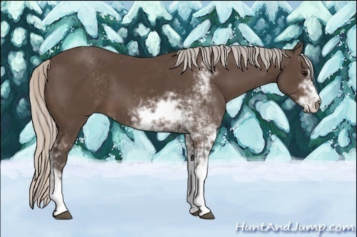 Horse Color:Silver Black Sabino