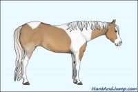 Horse Color:Silver Bay Dun Sabino Splash Tobiano