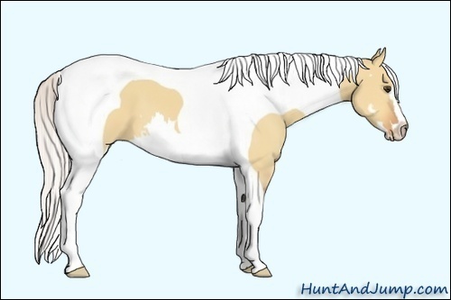 Horse Color:Silver Bay Dun Splash Tobiano Frame