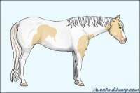 Horse Color:Silver Bay Dun Splash Tobiano Frame
