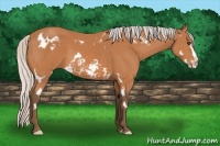 Horse Color:Silver Bay Sabino Frame 