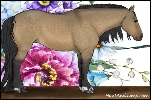 Horse Color:Buckskin Dun