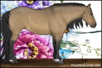 Horse Color:Buckskin Dun 