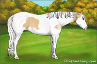 Horse Color:Silver Bay Dun Sabino Splash Tobiano 