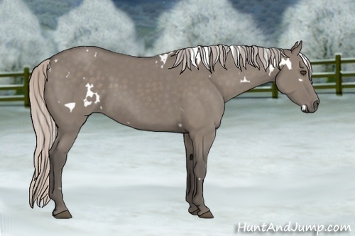 Horse Color:White Spotted Silver Grullo Sabino Frame 