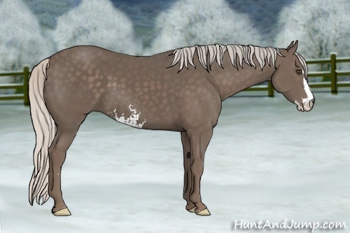 Horse Color:Silver Black Sabino Frame