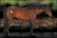 Horse Color:Bay Sabino 
