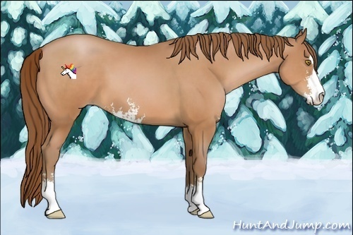 Horse Color:Bay Pearl Sabino 