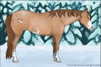 Horse Color:Bay Pearl Sabino