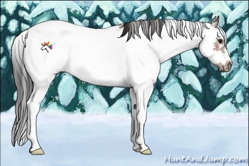 Horse Color:Bay Sabino Frame 