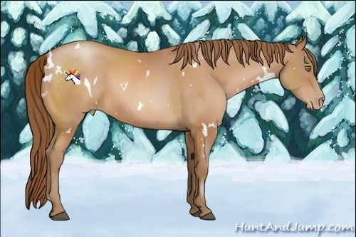 Horse Color:White Spotted Bay Pearl