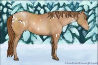 Horse Color:White Spotted Bay Pearl