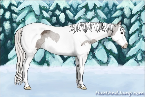 Horse Color:Silver Black Sabino Splash Tobiano 