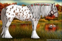 Horse Color:White Spotted Liver Chestnut Sabino Appaloosa 