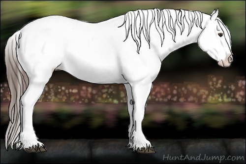 Horse Color:Liver Red Roan Sabino Appaloosa 