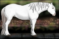 Horse Color:Liver Red Roan Sabino Appaloosa 