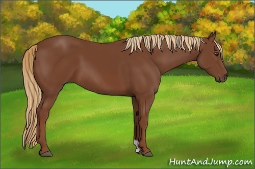 Horse Color:Chestnut 