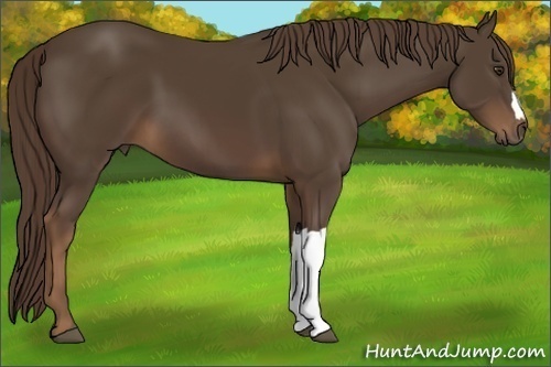 Horse Color:Liver Chestnut 