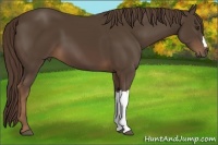 Horse Color:Liver Chestnut 