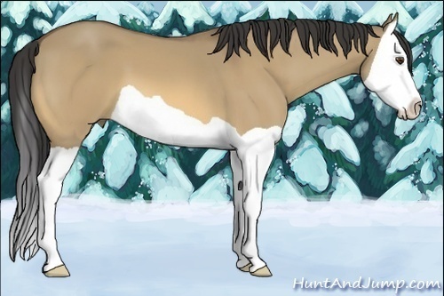 Horse Color:Buckskin Dun Splash