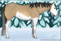 Horse Color:Buckskin Dun Splash