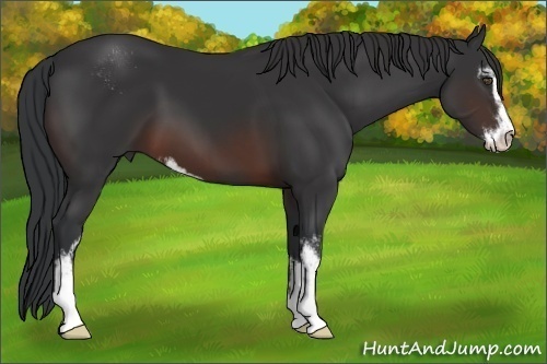 Horse Color:Brown Sabino