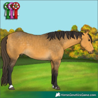 Horse Color:Buckskin 