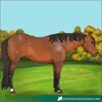 Horse Color:Brown 
