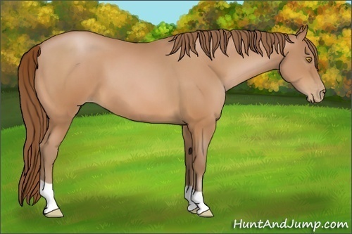 Horse Color:Bay Pearl 